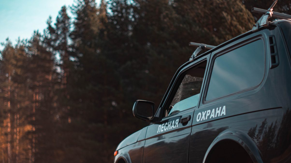 Для оценки состояния нижегородских лесов проведено лесопатологическое обследование на площади более 3 тысяч гектаров