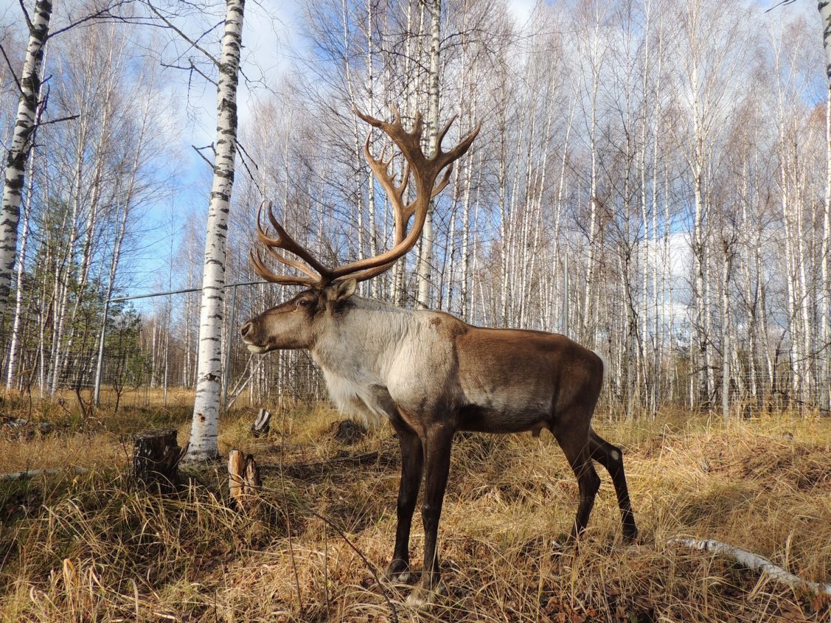 Турпоток в Керженский заповедник вырос в 2,1 раза за последние четыре года