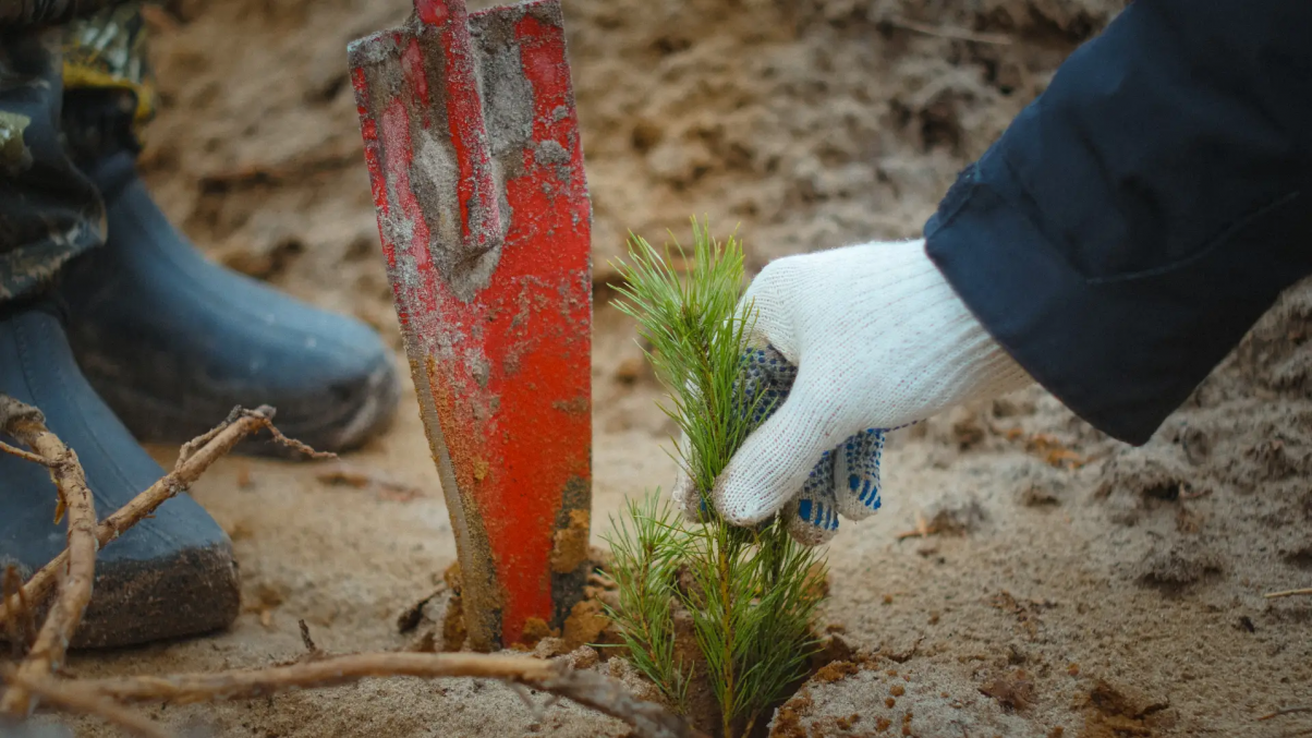 В Нижегородской области началась подготовка к весеннему лесокультурному сезону