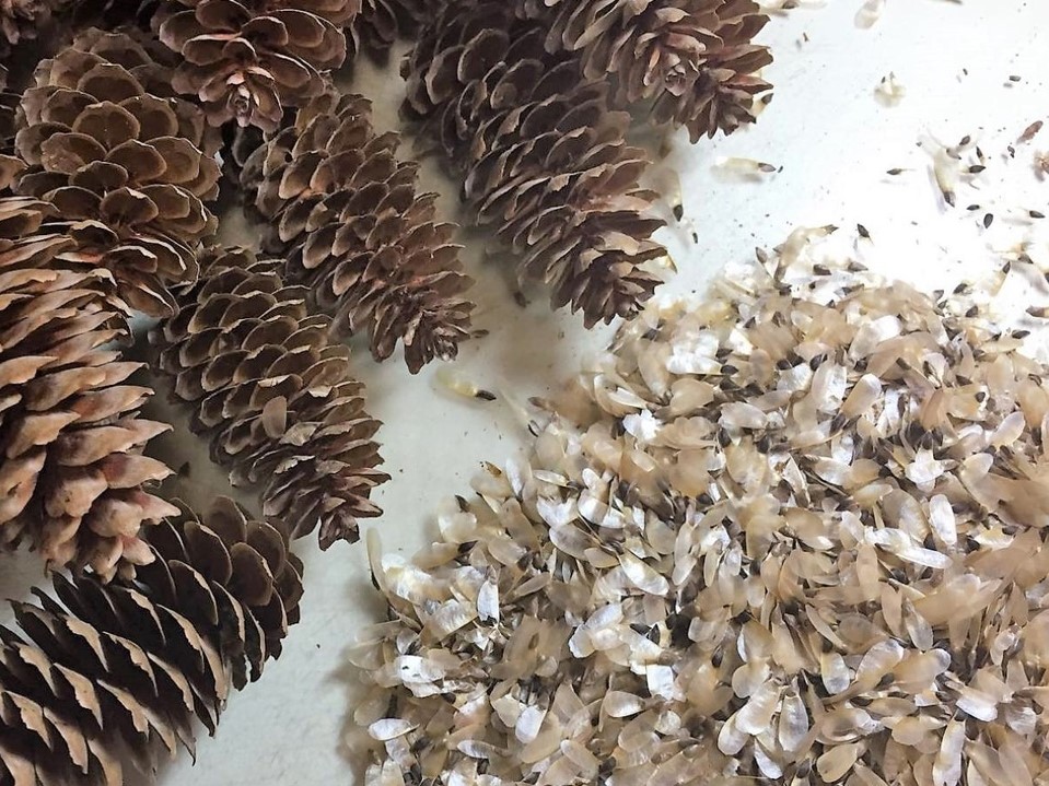 В Нижегородской области заготовили свыше 300 кг семян для лесовосстановления